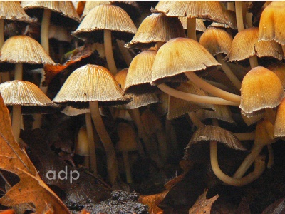 Coprinus disseminatus (Fairies' Bonnets)  Alan Prowse